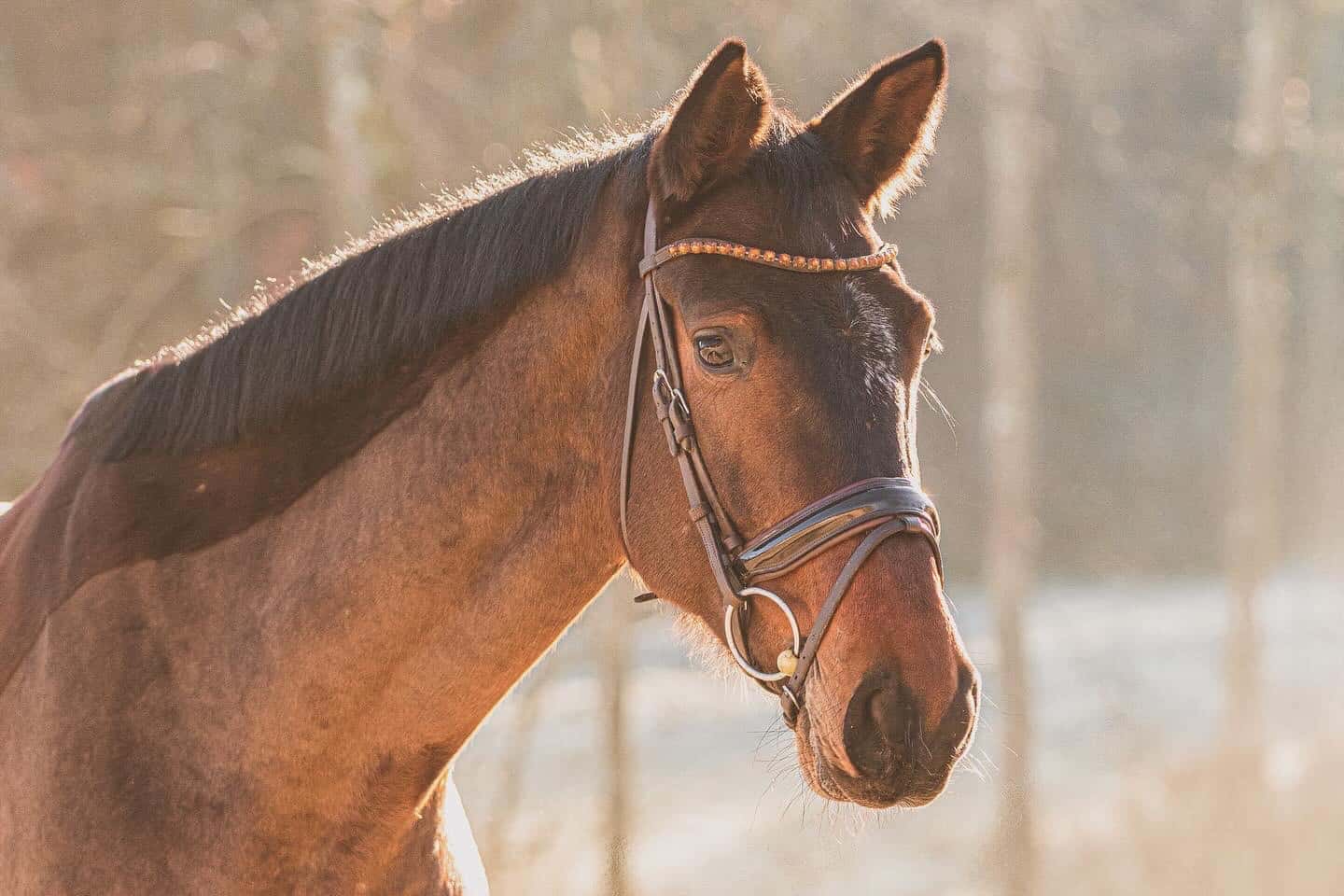 Unser Pferd Blossom beim Photoshooting - Professionelle Pferdebewertung Beispiel